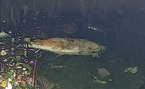 नैनीताल की इस झील में लगातार मर रहीं मछलियां, वजह जानकर रह जाएंगे हैरान